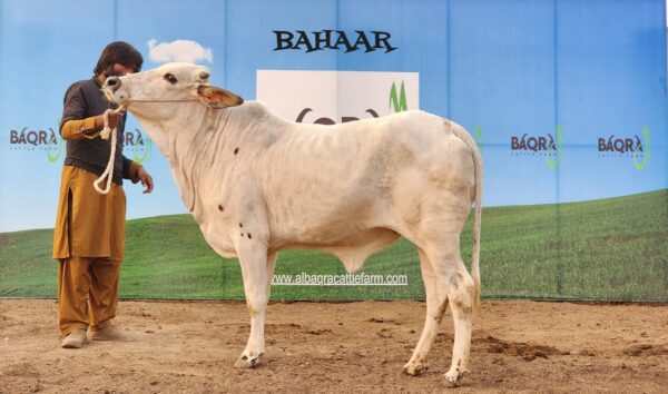 Bahar