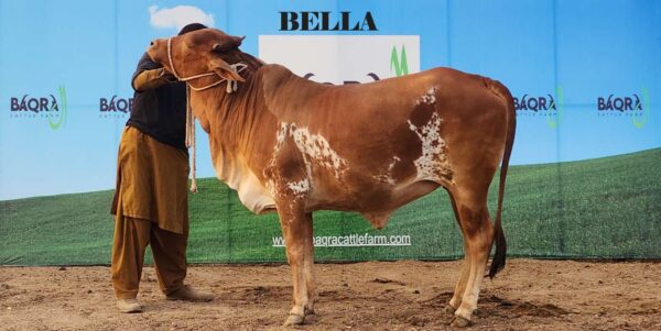 Bella