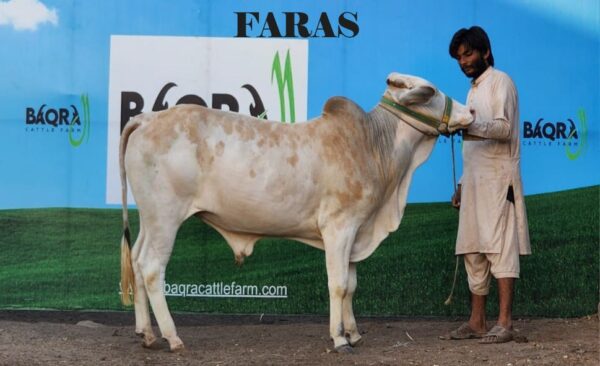 Faras