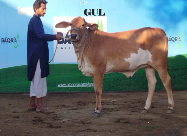 Gul