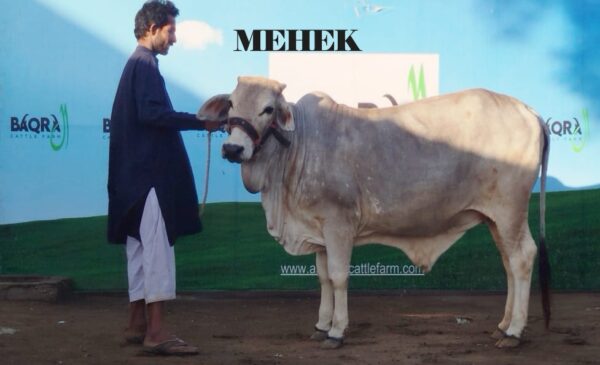 Mehek