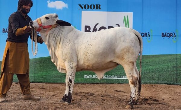 Noor