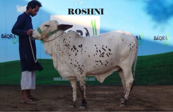 Roshni