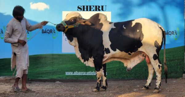 Sheru